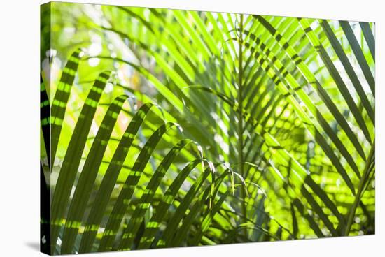 U.S. Virgin Islands, St. Thomas. St. Peter, tropical vegetation-Walter Bibikow-Stretched Canvas