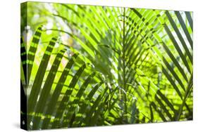 U.S. Virgin Islands, St. Thomas. St. Peter, tropical vegetation-Walter Bibikow-Stretched Canvas