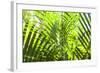 U.S. Virgin Islands, St. Thomas. St. Peter, tropical vegetation-Walter Bibikow-Framed Photographic Print