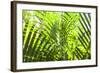 U.S. Virgin Islands, St. Thomas. St. Peter, tropical vegetation-Walter Bibikow-Framed Photographic Print