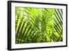 U.S. Virgin Islands, St. Thomas. St. Peter, tropical vegetation-Walter Bibikow-Framed Photographic Print