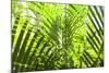 U.S. Virgin Islands, St. Thomas. St. Peter, tropical vegetation-Walter Bibikow-Mounted Photographic Print