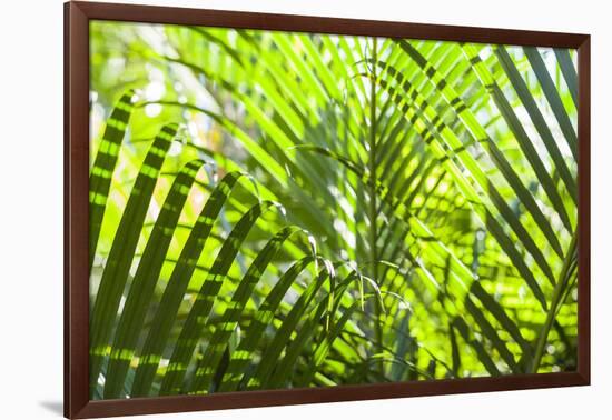 U.S. Virgin Islands, St. Thomas. St. Peter, tropical vegetation-Walter Bibikow-Framed Photographic Print