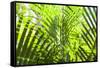 U.S. Virgin Islands, St. Thomas. St. Peter, tropical vegetation-Walter Bibikow-Framed Stretched Canvas