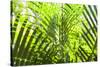 U.S. Virgin Islands, St. Thomas. St. Peter, tropical vegetation-Walter Bibikow-Stretched Canvas