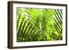 U.S. Virgin Islands, St. Thomas. St. Peter, tropical vegetation-Walter Bibikow-Framed Photographic Print