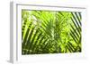 U.S. Virgin Islands, St. Thomas. St. Peter, tropical vegetation-Walter Bibikow-Framed Photographic Print