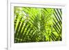 U.S. Virgin Islands, St. Thomas. St. Peter, tropical vegetation-Walter Bibikow-Framed Photographic Print