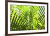 U.S. Virgin Islands, St. Thomas. St. Peter, tropical vegetation-Walter Bibikow-Framed Photographic Print