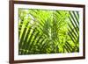 U.S. Virgin Islands, St. Thomas. St. Peter, tropical vegetation-Walter Bibikow-Framed Photographic Print