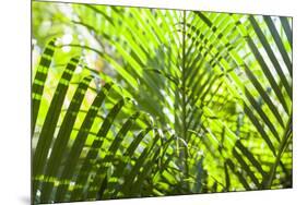 U.S. Virgin Islands, St. Thomas. St. Peter, tropical vegetation-Walter Bibikow-Mounted Photographic Print