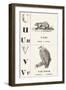 U V: Unau — Vulture, 1850 (Engraving)-Louis Simon (1810-1870) Lassalle-Framed Giclee Print