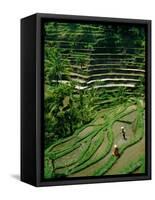 Ubud, Rice Terraces, Bali, Indonesia-Steve Vidler-Framed Stretched Canvas