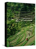 Ubud, Rice Terraces, Bali, Indonesia-Steve Vidler-Stretched Canvas