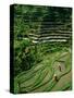 Ubud, Rice Terraces, Bali, Indonesia-Steve Vidler-Stretched Canvas