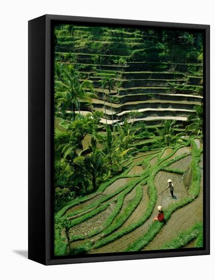 Ubud, Rice Terraces, Bali, Indonesia-Steve Vidler-Framed Stretched Canvas