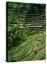 Ubud, Rice Terraces, Bali, Indonesia-Steve Vidler-Stretched Canvas