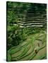 Ubud, Rice Terraces, Bali, Indonesia-Steve Vidler-Stretched Canvas