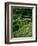 Ubud, Rice Terraces, Bali, Indonesia-Steve Vidler-Framed Photographic Print