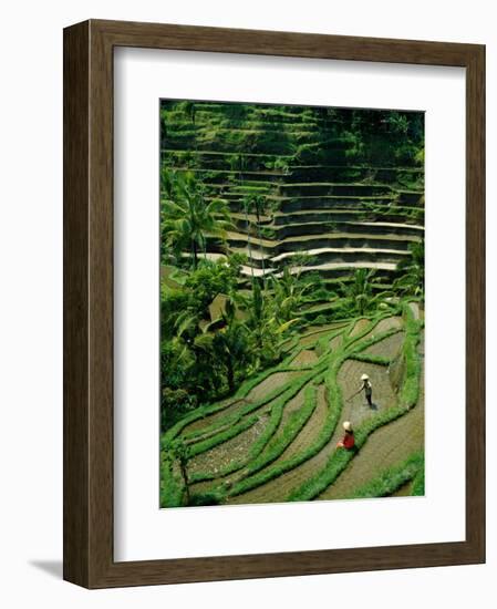 Ubud, Rice Terraces, Bali, Indonesia-Steve Vidler-Framed Photographic Print