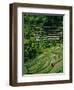 Ubud, Rice Terraces, Bali, Indonesia-Steve Vidler-Framed Photographic Print