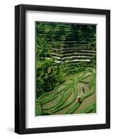 Ubud, Rice Terraces, Bali, Indonesia-Steve Vidler-Framed Photographic Print