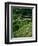 Ubud, Rice Terraces, Bali, Indonesia-Steve Vidler-Framed Photographic Print