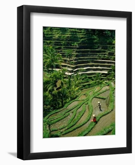 Ubud, Rice Terraces, Bali, Indonesia-Steve Vidler-Framed Photographic Print