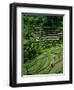 Ubud, Rice Terraces, Bali, Indonesia-Steve Vidler-Framed Photographic Print