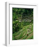 Ubud, Rice Terraces, Bali, Indonesia-Steve Vidler-Framed Photographic Print