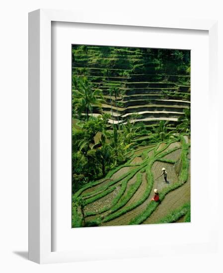 Ubud, Rice Terraces, Bali, Indonesia-Steve Vidler-Framed Photographic Print