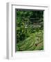 Ubud, Rice Terraces, Bali, Indonesia-Steve Vidler-Framed Photographic Print