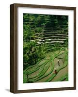 Ubud, Rice Terraces, Bali, Indonesia-Steve Vidler-Framed Photographic Print