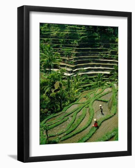 Ubud, Rice Terraces, Bali, Indonesia-Steve Vidler-Framed Photographic Print