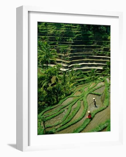 Ubud, Rice Terraces, Bali, Indonesia-Steve Vidler-Framed Photographic Print