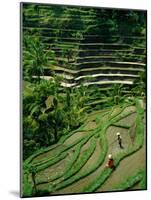 Ubud, Rice Terraces, Bali, Indonesia-Steve Vidler-Mounted Photographic Print