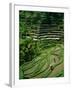 Ubud, Rice Terraces, Bali, Indonesia-Steve Vidler-Framed Photographic Print