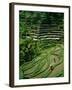 Ubud, Rice Terraces, Bali, Indonesia-Steve Vidler-Framed Photographic Print