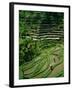 Ubud, Rice Terraces, Bali, Indonesia-Steve Vidler-Framed Photographic Print