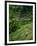 Ubud, Rice Terraces, Bali, Indonesia-Steve Vidler-Framed Photographic Print