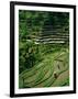 Ubud, Rice Terraces, Bali, Indonesia-Steve Vidler-Framed Photographic Print