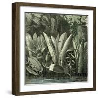 Ucayali Peru 1869-null-Framed Giclee Print