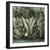 Ucayali Peru 1869-null-Framed Giclee Print