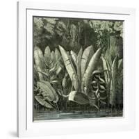 Ucayali Peru 1869-null-Framed Giclee Print