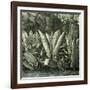 Ucayali Peru 1869-null-Framed Giclee Print