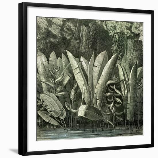 Ucayali Peru 1869-null-Framed Giclee Print