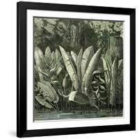 Ucayali Peru 1869-null-Framed Giclee Print