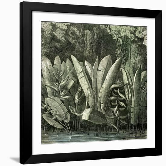 Ucayali Peru 1869-null-Framed Giclee Print