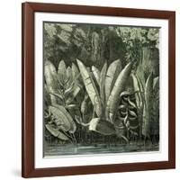 Ucayali Peru 1869-null-Framed Giclee Print