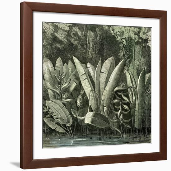 Ucayali Peru 1869-null-Framed Giclee Print